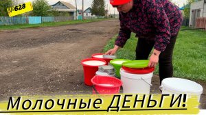 СДАЁМ МОЛОКО. ВЫРАЩИВАЕМ БЫЧКОВ. Жизнь в Омской деревне.
