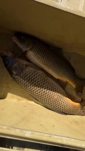 Астрахань ! Сазан есть ! Рыбалка 2025! #рыбалка #рыбалкана смотреть онлайн