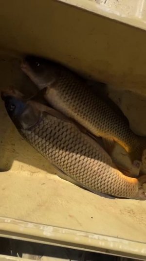 Астрахань ! Сазан есть ! Рыбалка 2025! #рыбалка #рыбалкана