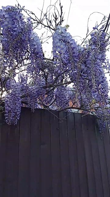 глициния смотреть онлайн