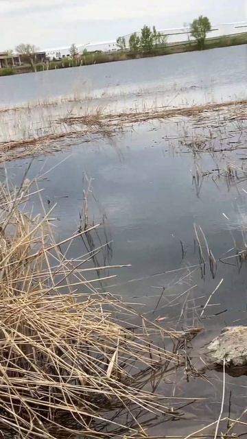 Отлично порыбачил на поплавок методом Херабуна))) летн