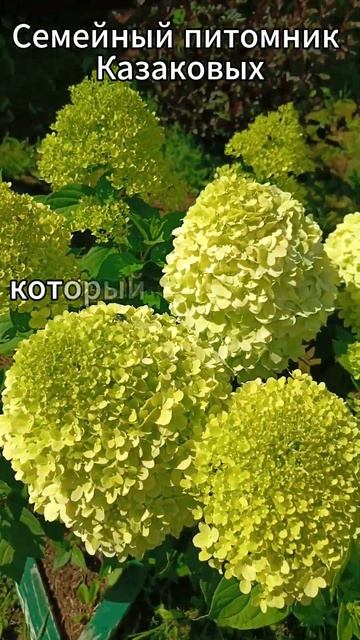 Гортензия лайм лайт #гортензияметельчатая