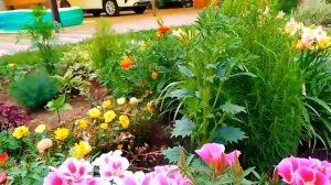 Шикарная красавица Годеция 🌸🌸🌸