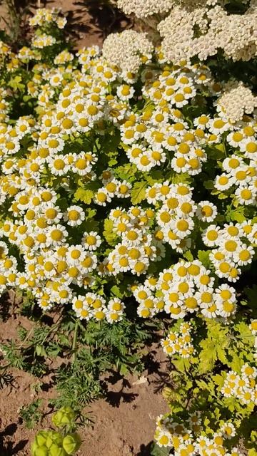 МИНИ РОМАШКИ НАВЕРНО ЭТО МОЙ РАЙ