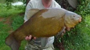 Где ловить линя весной? На что клюёт линь ранней весно?