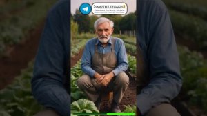 Калиевая селитра для крепкой рассады томатов без вытя