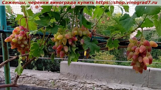 Парад сортов на 27.07.24 года - виноград ДУБОВСКИЙ РОЗОВЫЙ смотреть онлайн
