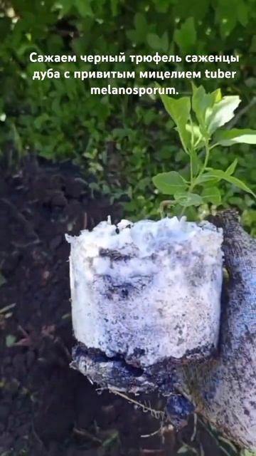 посадка черного трюфеля tuber melanosporum, саженцы красного д смотреть онлайн