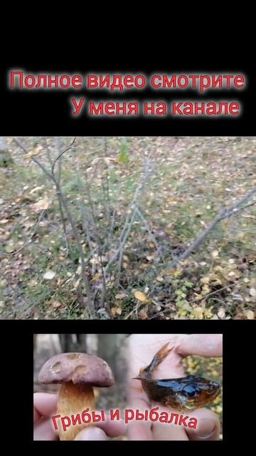 #грибы #грибалка #лес #гриб #ягода #черника