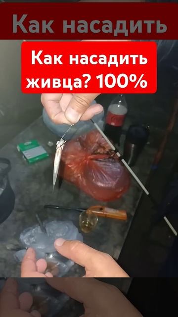 Как насадить живца на судака. Рабочий способ 100%. Рыбал?