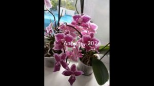 🌿 Цветонос из точки роста: что ждет орхидею дальше? 🤔