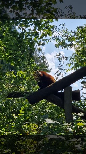 Красная панда, ест на деревне 🐼🌳 смотреть онлайн