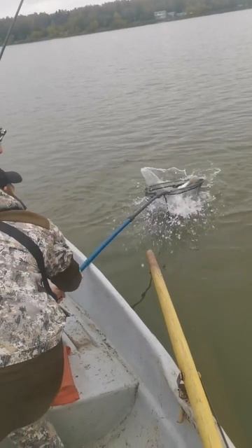 Судак не хочет прекращать клевать #рыбалка #спиннинг #g