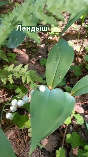 Ландыш смотреть онлайн