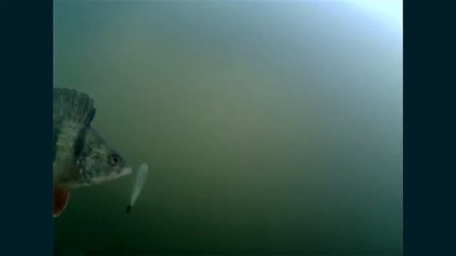 БАЛАНСИР БЛЕСНА ПОДВОДНАЯ СЪЕМКА смотреть онлайн