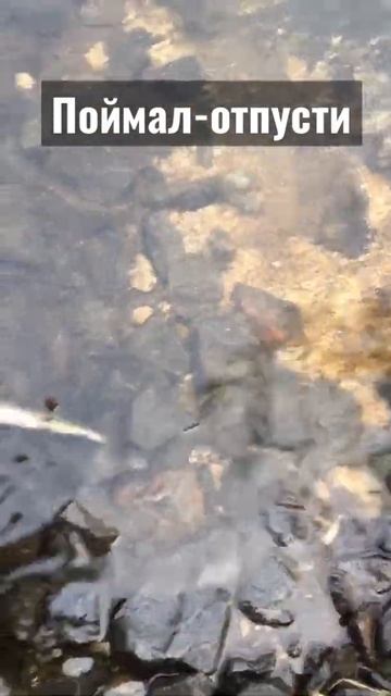 #поймалотпусти #ловляфорели #кумжа #тольканарыбалке смотреть онлайн