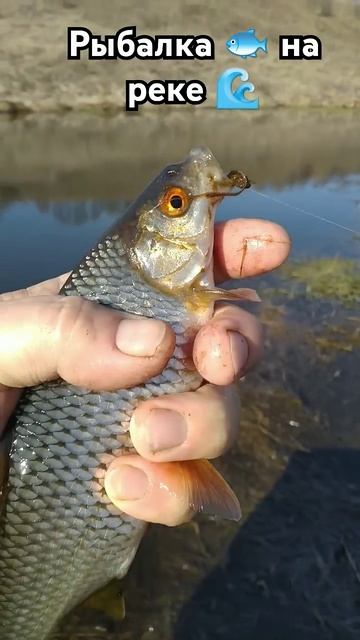 РЫБАЛКА на ПОПЛАВОЧНУЮ удочку 🌊 природа 🌲 отдых 🐟 л