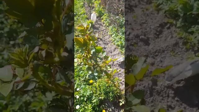 Набирают мощь розы,пионы,гортензии смотреть онлайн