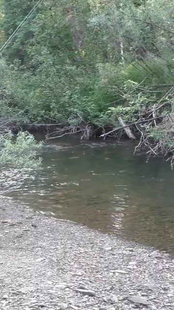 1737 Удочка Поплавок Рыбалка Кусты Тайга #иииразум #рыба