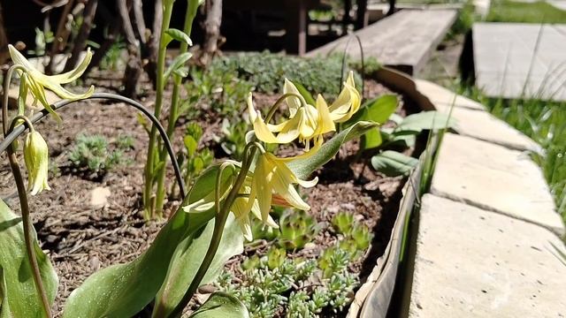 Кандык или Эритрониум (Erythŕonium) сорта 'Пагода' в нашем саду 2025. Видеопортрет растения. смотреть онлайн