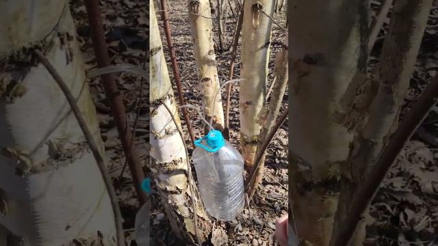 течёт берёзовый сок смотреть онлайн