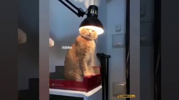 Кайфолог! 😻