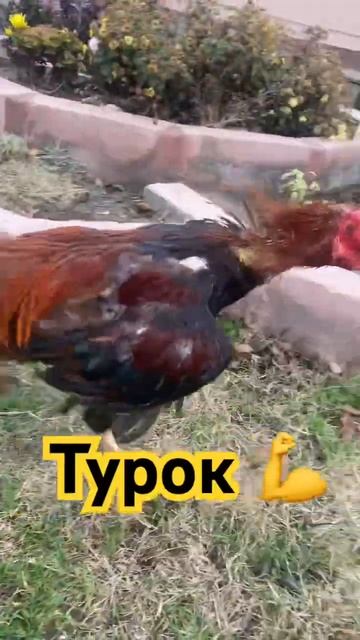 Чистый турок вес 2800 на продажу(7 тыс)Находится в РД.Отп? смотреть онлайн