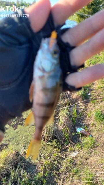 Клёвый набор силиконовые приманки микруха смотреть онлайн