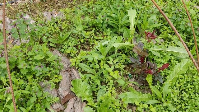 Для ленивых садоводов и розоманов смотреть онлайн