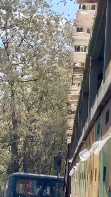 Акация 17 мая 2024 смотреть онлайн