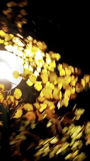 🍁🍁🍁Осеннее настроение#осеннийлистопад#кот#kitty#осе? смотреть онлайн