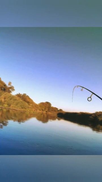 Резкая поклёвка на спиннинг смотреть онлайн