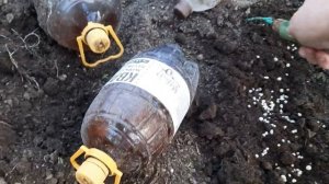 7 июля,удобрение боне форте уневерсальное в огурцах.