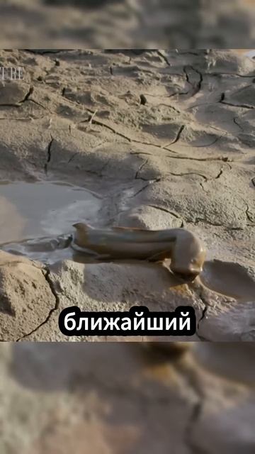 Рыба, которая ходит по суше и дышит воздухом 🐟💨😱 #фа смотреть онлайн