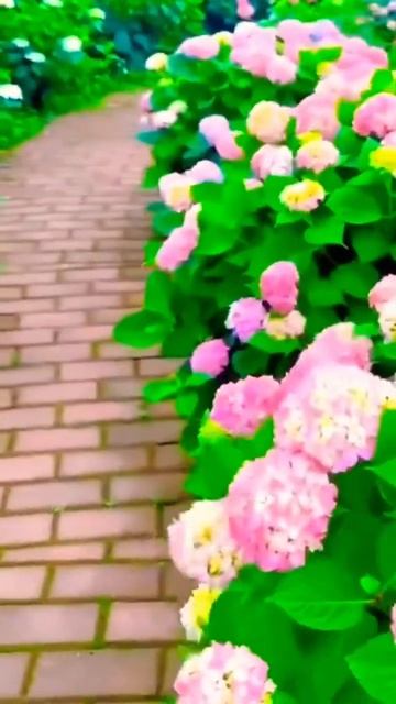 #садовая #гортензия #hortensia #garden #шортс #hortensia #macrophylla #гор? смотреть онлайн
