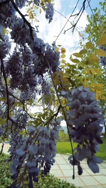 🏡🪻в Ялте еще одна локация, достойная нашего внимани?