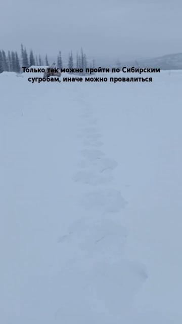 Геолог в Сибире ходит по Сибирским сугробам #геология
