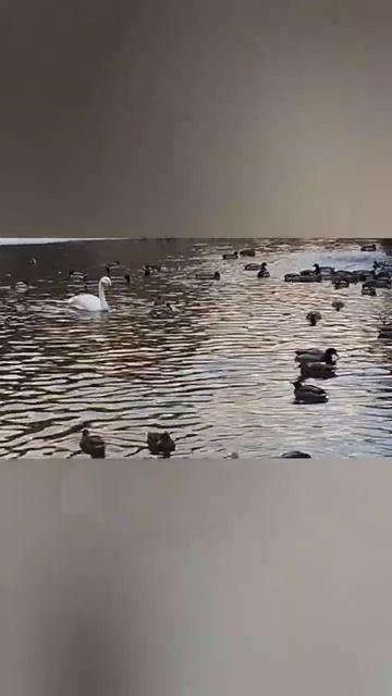 Лебединая сказка на лебедином озере! ❤️💯🦢🦢🦢 #сиб? смотреть онлайн