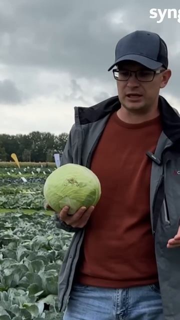 Гид по выбору гибрида капусты Сингента #сельскоехозяй смотреть онлайн