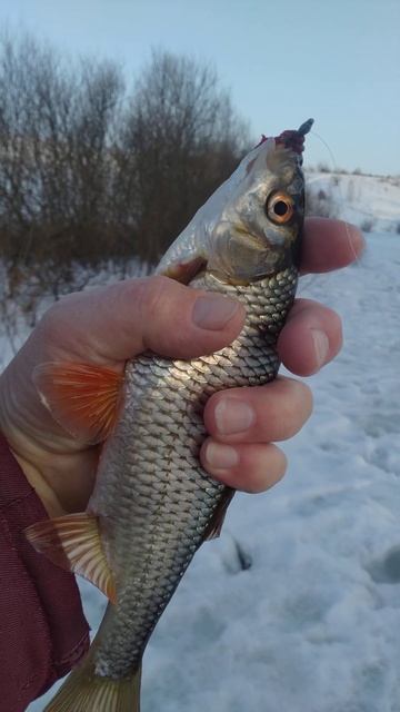 РЫБАЛКА на МОРМЫШКУ 🎣 РЕКА 🌊 весна 🐟🎣🐟🌊🌀📽️🏞? смотреть онлайн