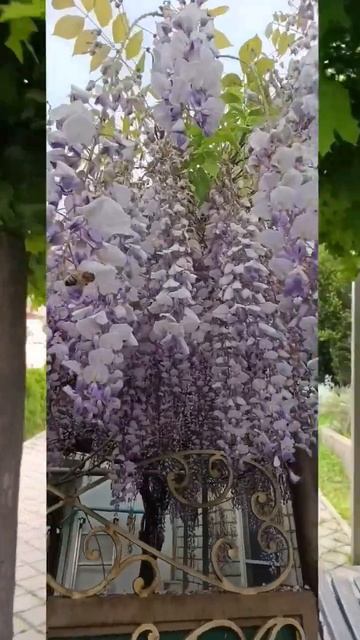 Глициния цветет 🌸 в городе Горячий Ключ #южнаяжизнь смотреть онлайн