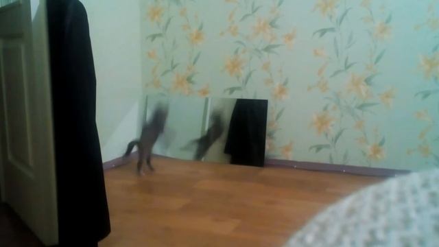 Кот увидел себя в зеркале! Ржака, приколы!!! смотреть онлайн