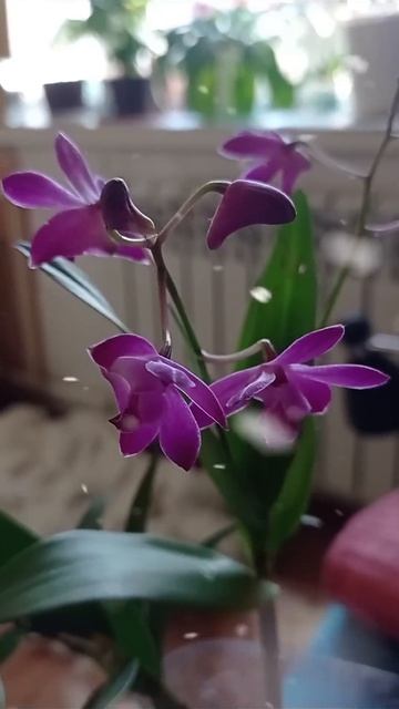 Дендробиум Берри Ода - незабываемая пора цветения в де смотреть онлайн