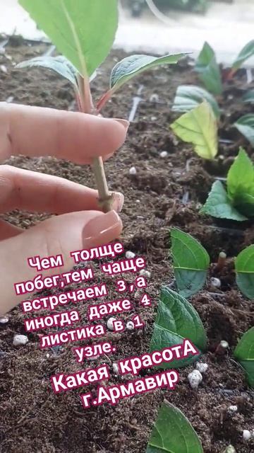Откуда разница в колличестве побегов после укоренени? смотреть онлайн