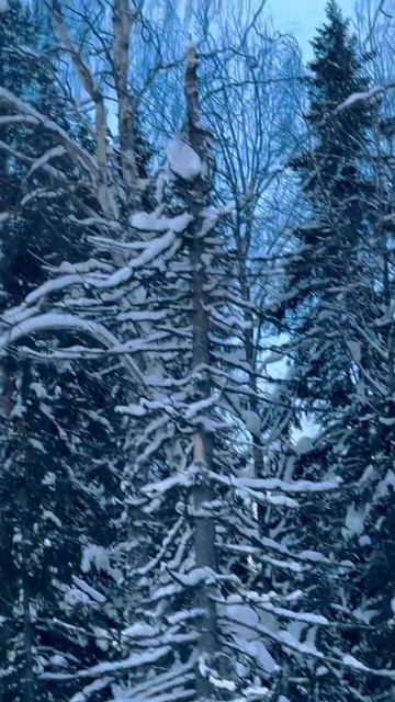 shorts рыбалка зима fishing