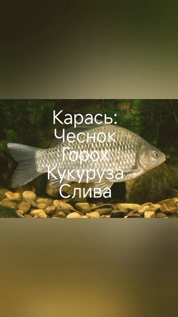 какие запахи любит рыба #рыбалка смотреть онлайн