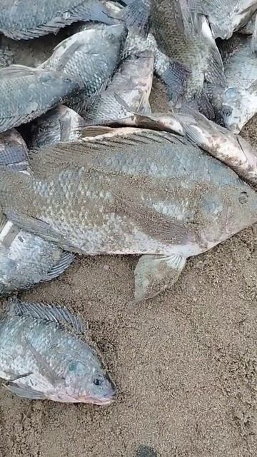 Улов на 5+. 25 кг Экзотического карася.