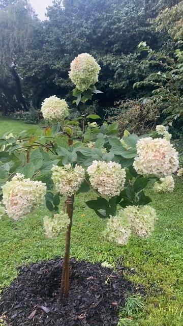 Лайм Лайт на штамбе под дождем 28.08. #гортензии #гортенз?