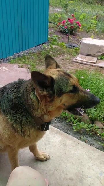 А ваша собака ест горох? смотреть онлайн