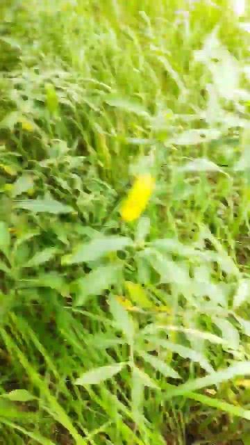 Гребное поле, просто поле чудес. смотреть онлайн